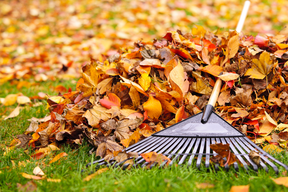 Raking Leaves Fall Cleaning